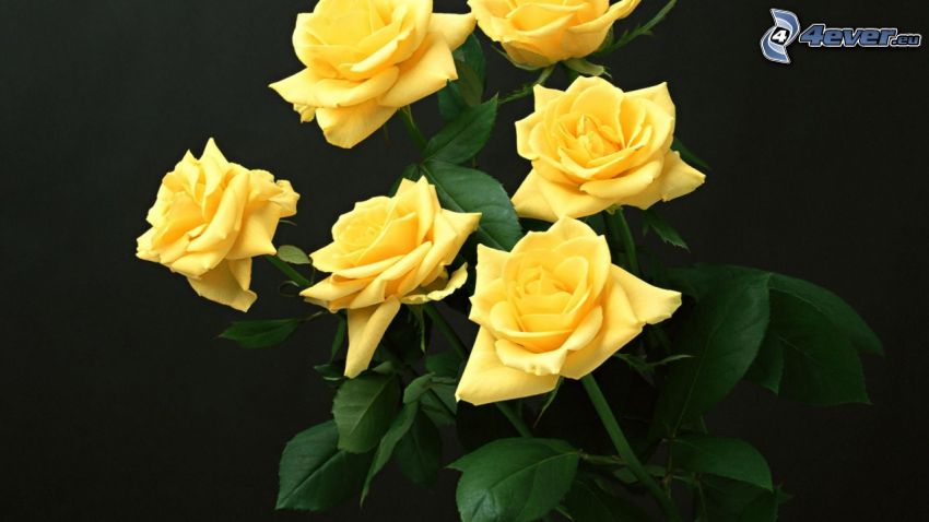 żółte róże