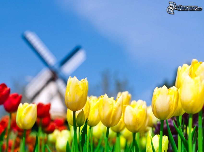 żółte tulipany, czerwone tulipany, wiatrak, Holandia