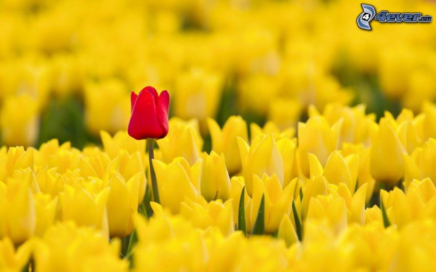 żółte tulipany, krwisto czerwony tulipan