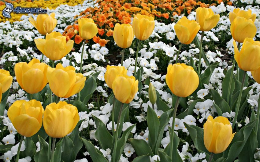 żółte tulipany, kwiaty