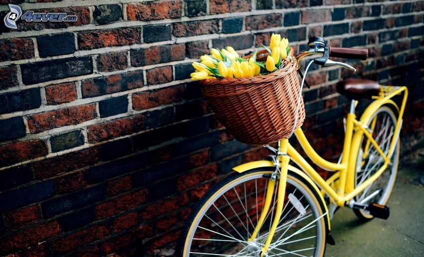 żółte tulipany, rower, ceglany mur
