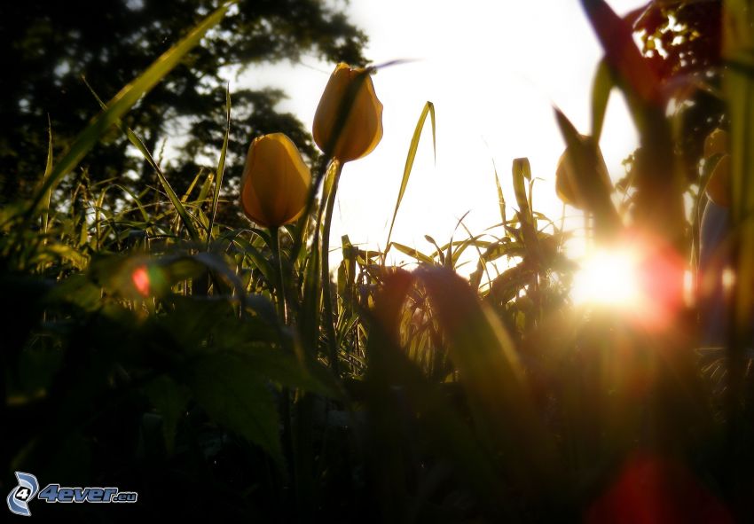 żółte tulipany, trawa, zachód słońca