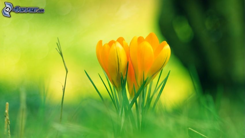 żółte tulipany, źdźbła trawy