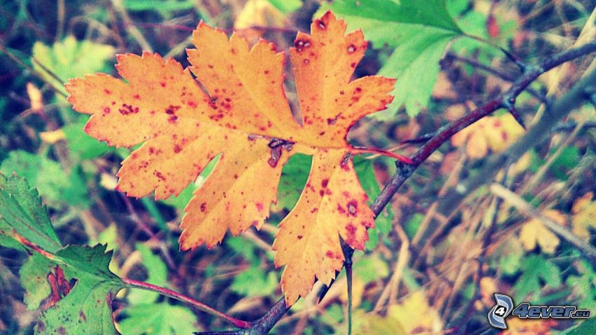 żółty jesienny liść, gałązka