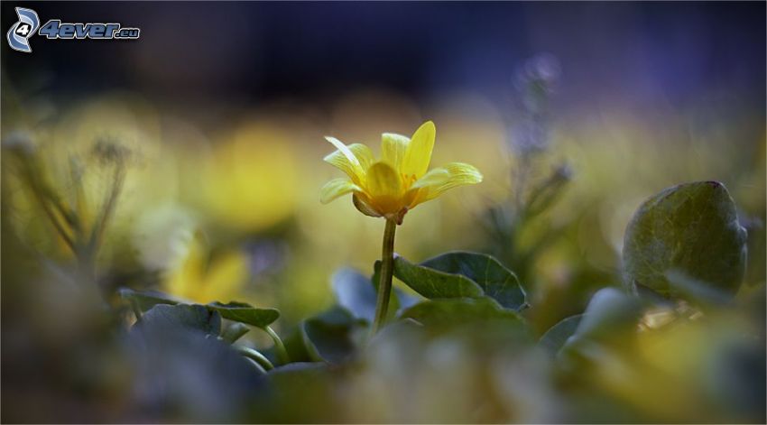 żółty kwiat, liście