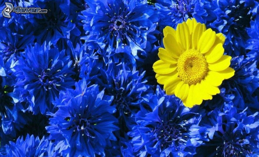 żółty kwiat, niebieskie kwiaty