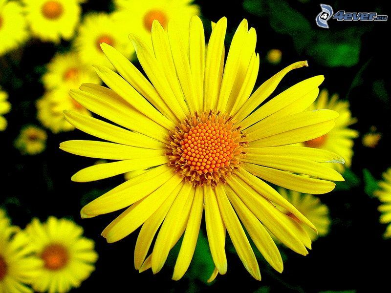 żółty kwiat, żółte płatki