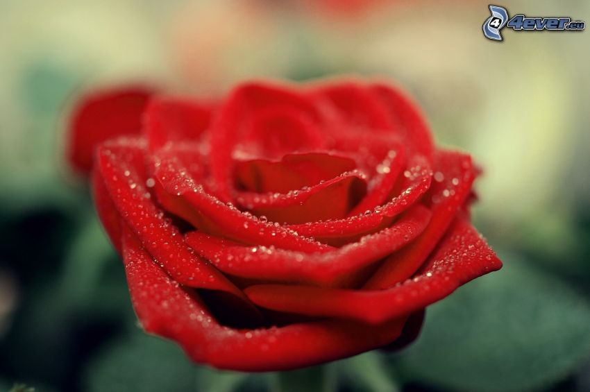 zroszona róża, czerwona róża