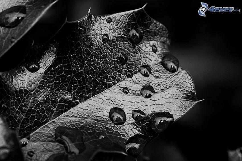 zroszony liść, czarno-białe zdjęcie