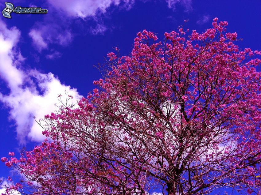 rozkwitnięte drzewo, różowe kwiaty, niebieskie niebo, chmura