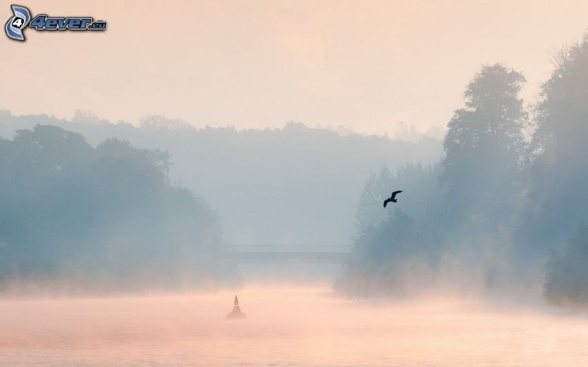 rzeka, przyziemna mgła, las, ptak