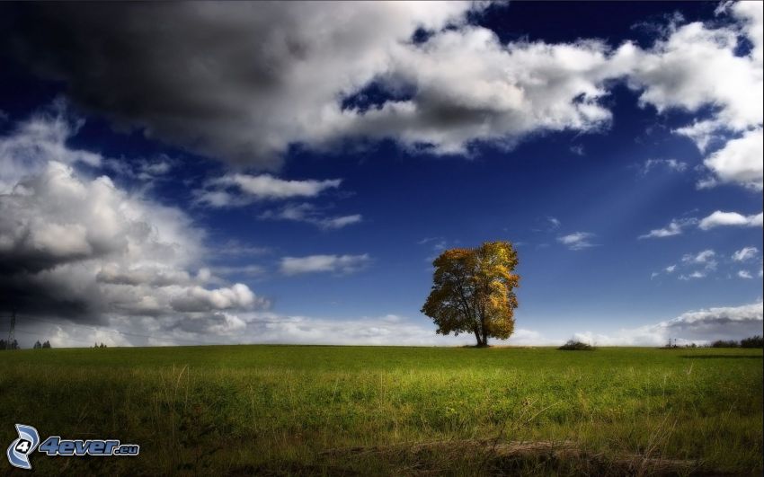 samotne drzewo, chmury, łąka