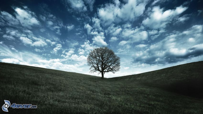 samotne drzewo, łąka, chmury
