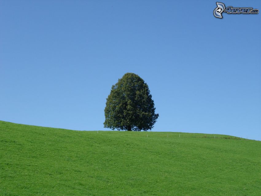 samotne drzewo, łąka