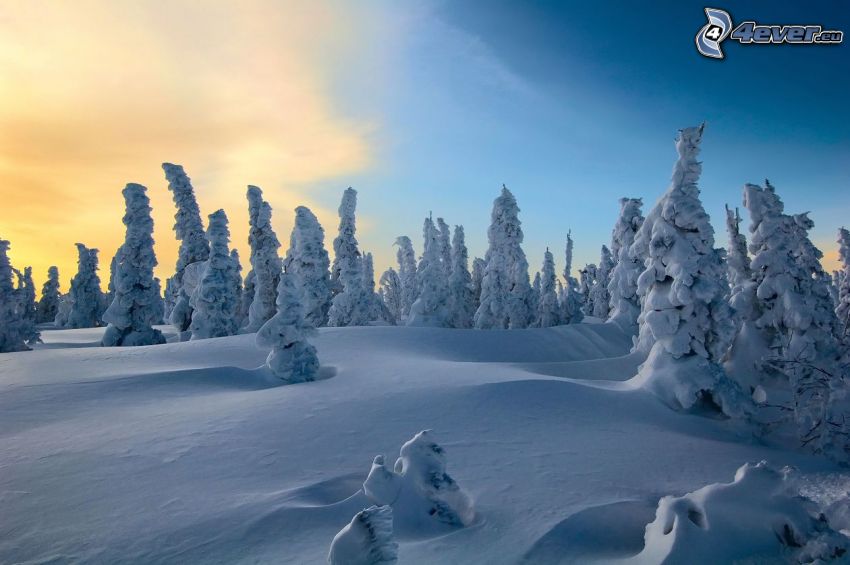 śnieżny krajobraz, ośnieżone drzewa, wschód słońca