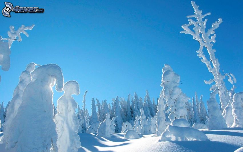 śnieżny krajobraz, ośnieżone drzewa