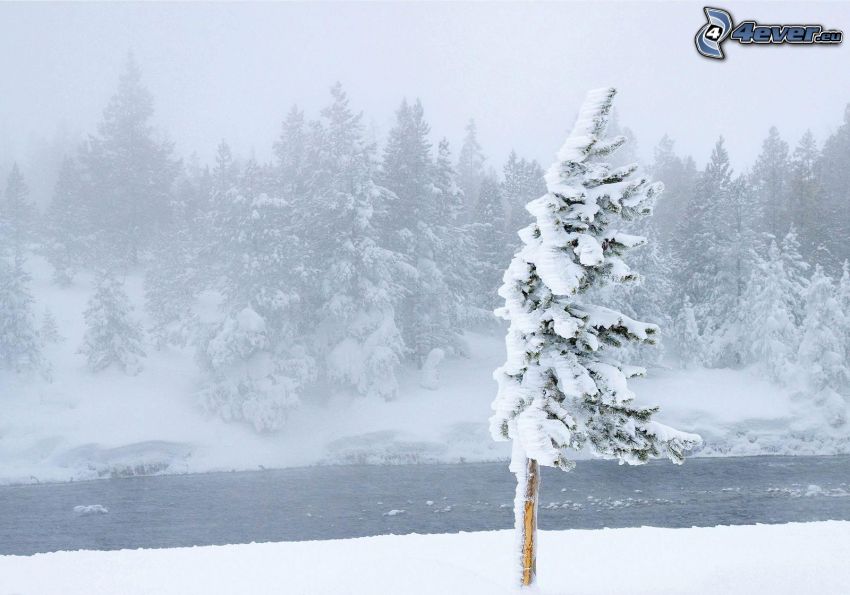 śnieżny krajobraz, zaśnieżone drzewo, strumyk