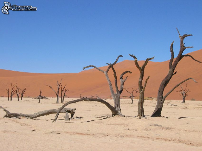 Sossusvlei, piaskowa wydma, suche drzewa