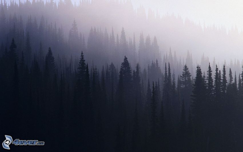 sylwetka lasu, mgła nad lasem