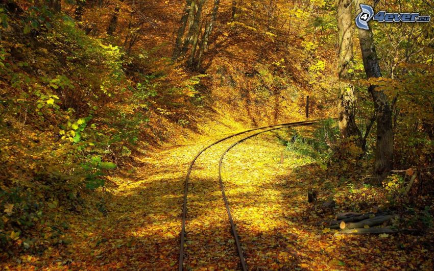 tory kolejowe, żółty jesienny las, opadnięte liście