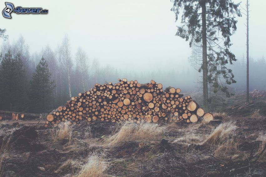ułożone drewno, las, mgła