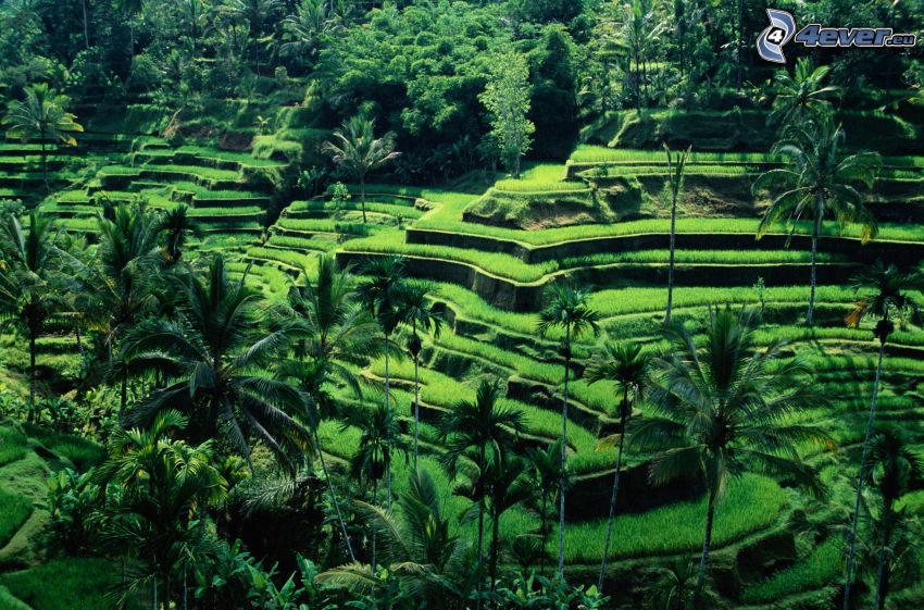 wietnamskie pola ryżowe, palmy