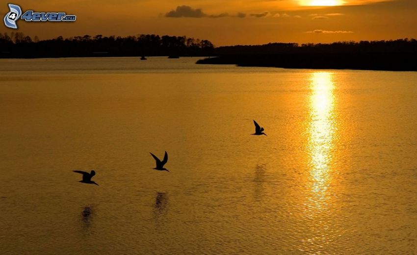 zachód słońca nad rzeką, ptaki