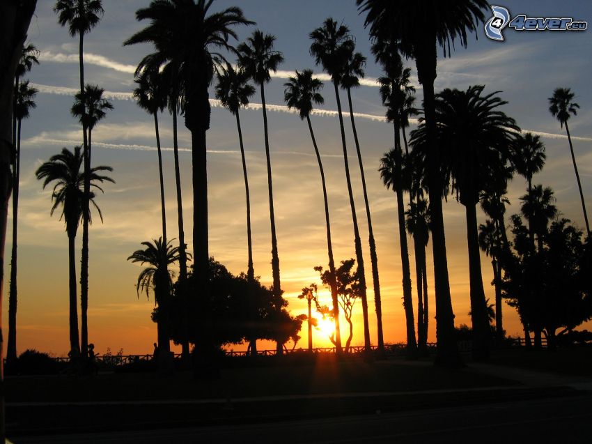 zachód słońca w Santa Monica, palmy