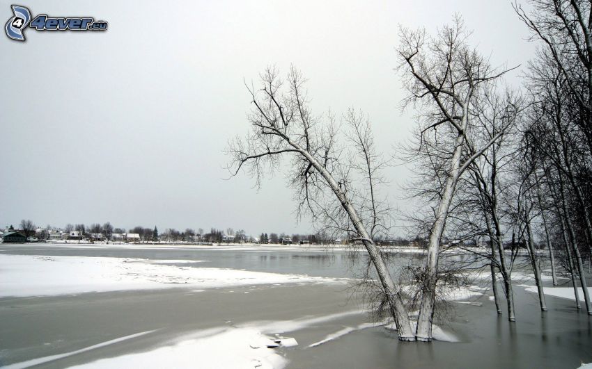 zamarznięte jezioro, śnieg, drzewa