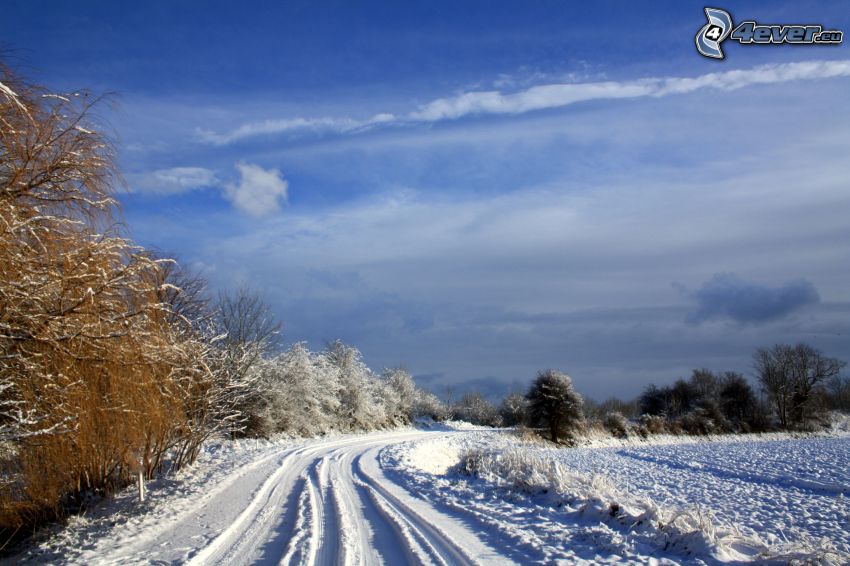 zaśnieżona droga, zakręt, drzewa