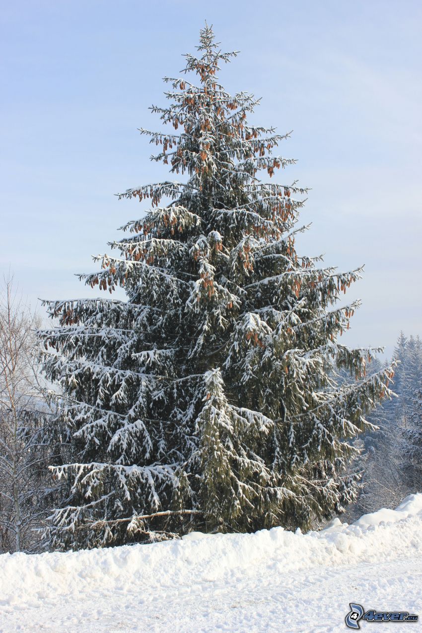 zaśnieżone drzewo iglaste