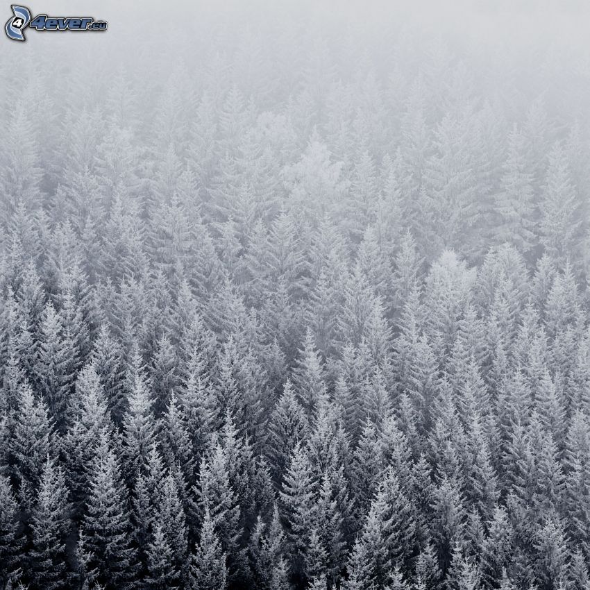 zaśnieżony las