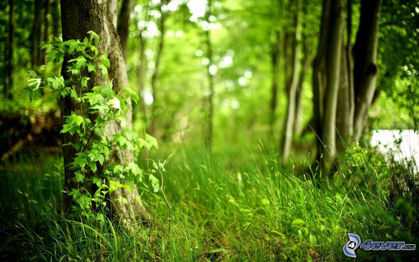 zielony las, trawa