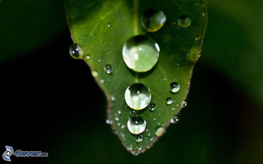 zielony liść, krople wody, makro