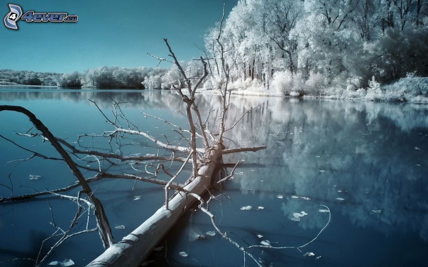 zimowa rzeka, ośnieżone drzewa