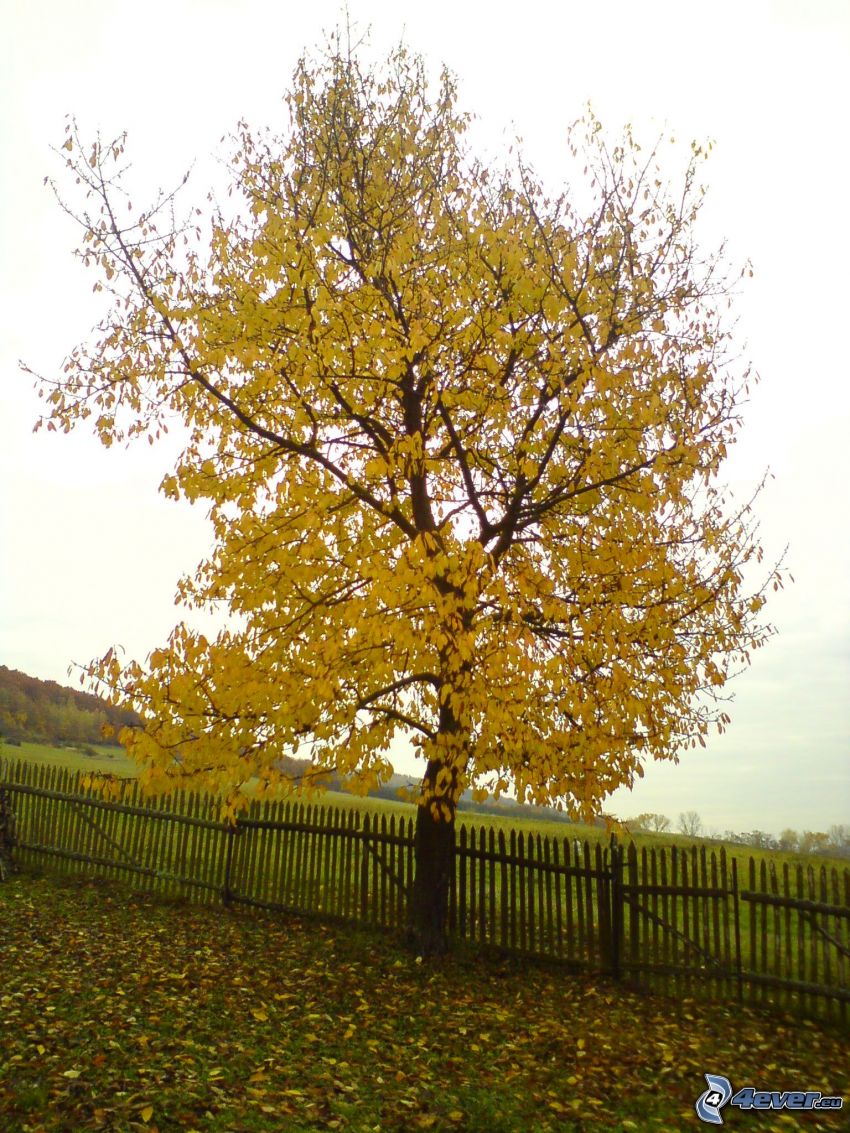 żółte drzewo, jesień, drewniany płot, listowie