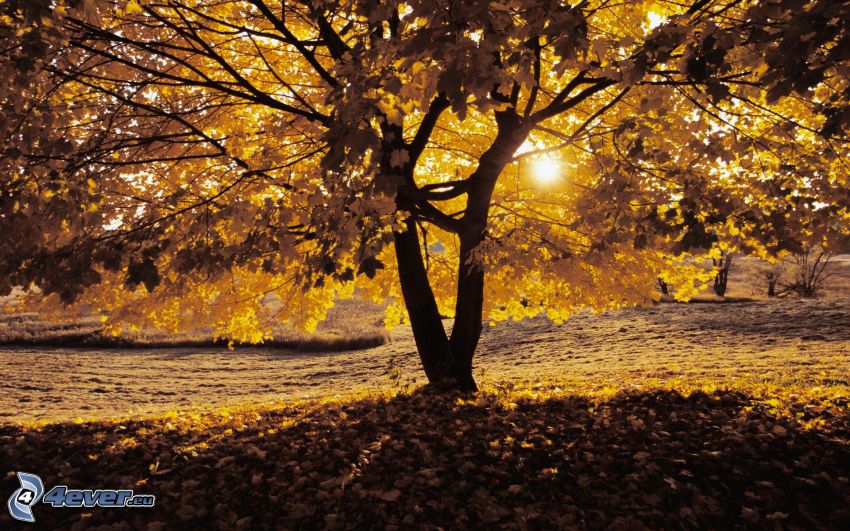 żółte drzewo, słońce, opadnięte liście