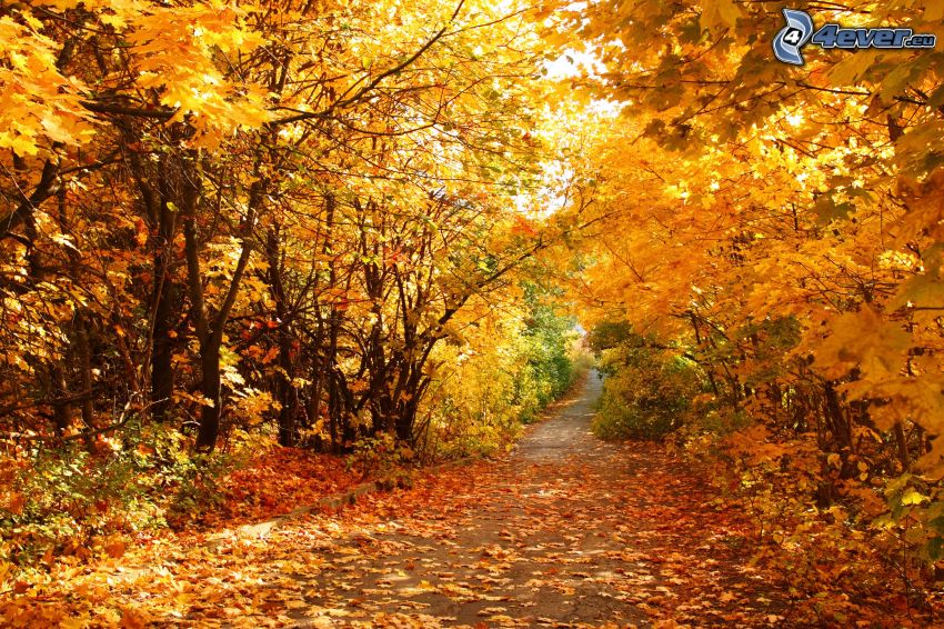 żółty jesienny las, Droga przez las