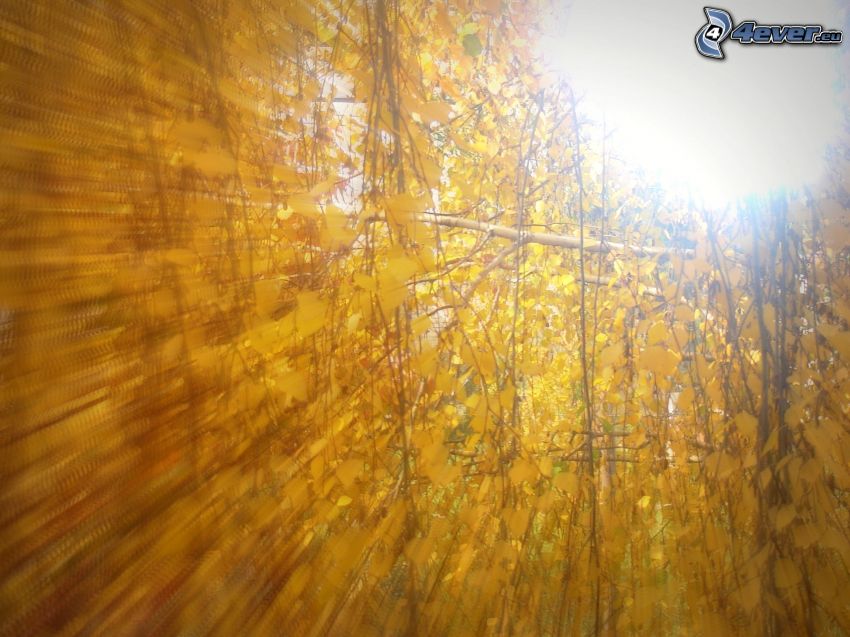 żółty jesienny las, słońce, żółte liście