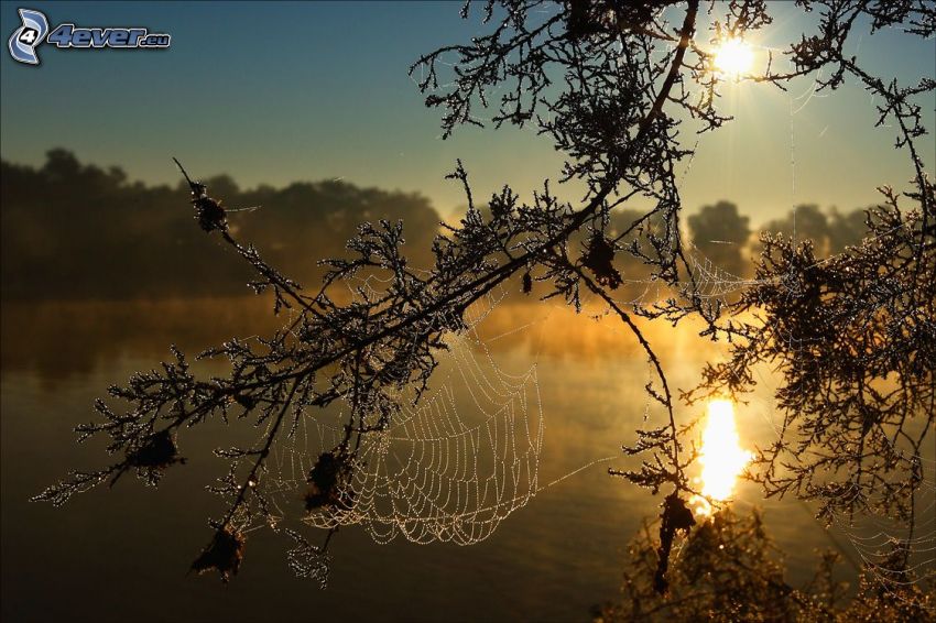 zroszona pajęczyna, wschód słońca, jezioro