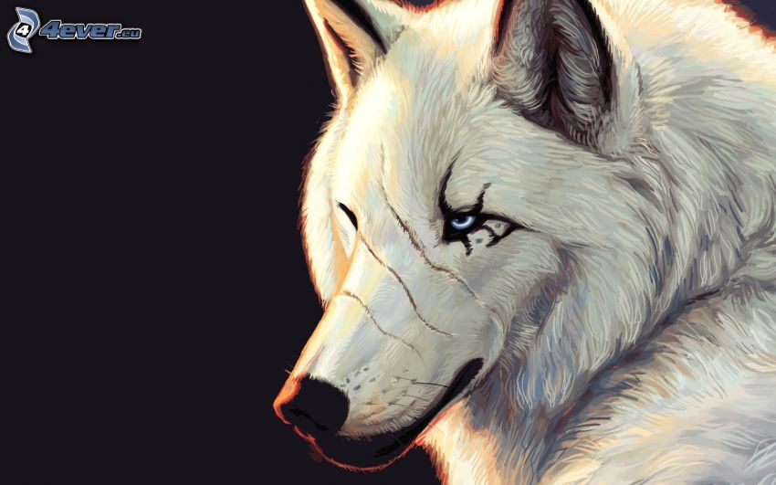 biały wilk, wilk rysunkowy