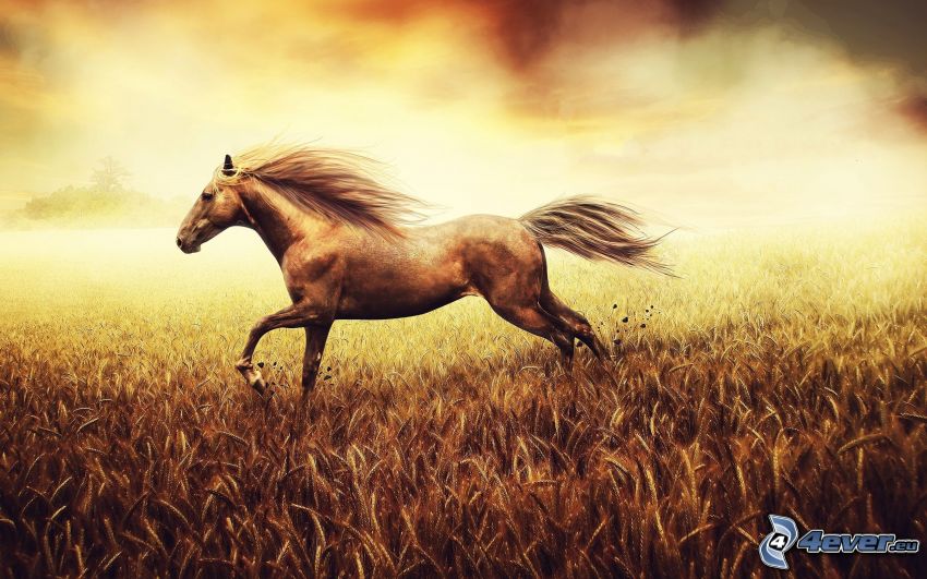 brązowy koń, pole