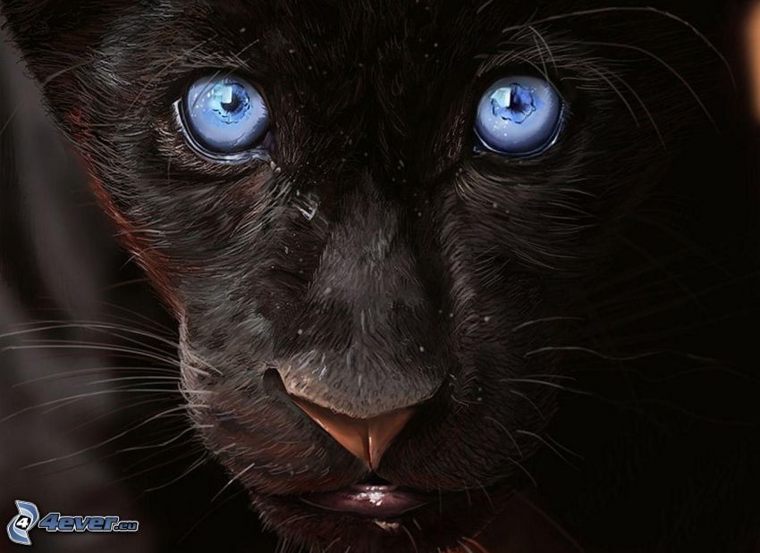 czarna pantera, niebieskie oczy