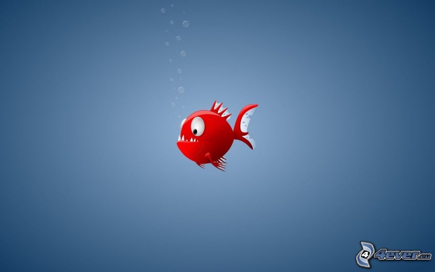 czerwona rybka, niebieskie tło