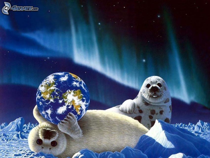 foki, Planeta Ziemia, śnieg, zorza polarna