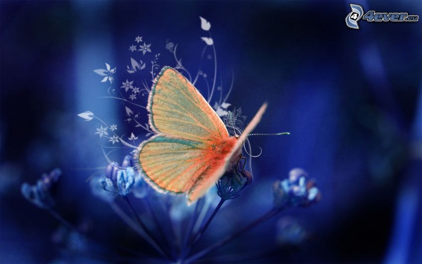 motyl, abstrakcyjne kwiaty