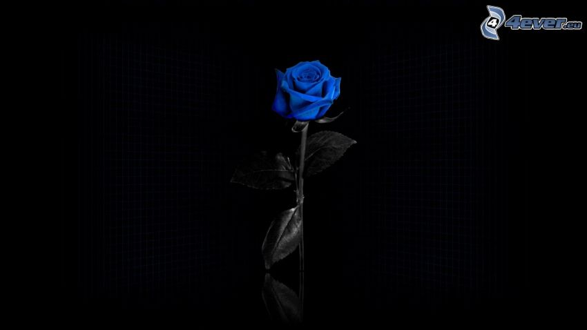 niebieska róża