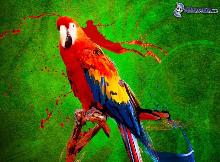 papuga Ara, czerwony kolor, kolor niebieski
