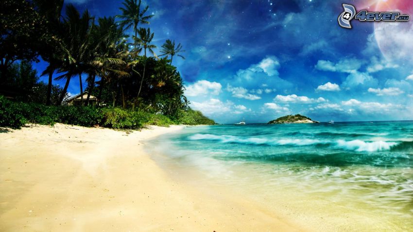 plaża piaszczysta, palmy na plaży, morze