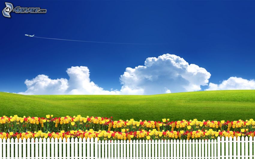 tulipany, łąka, chmury, płot, samolot
